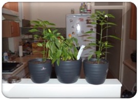 herb & kitchen garden